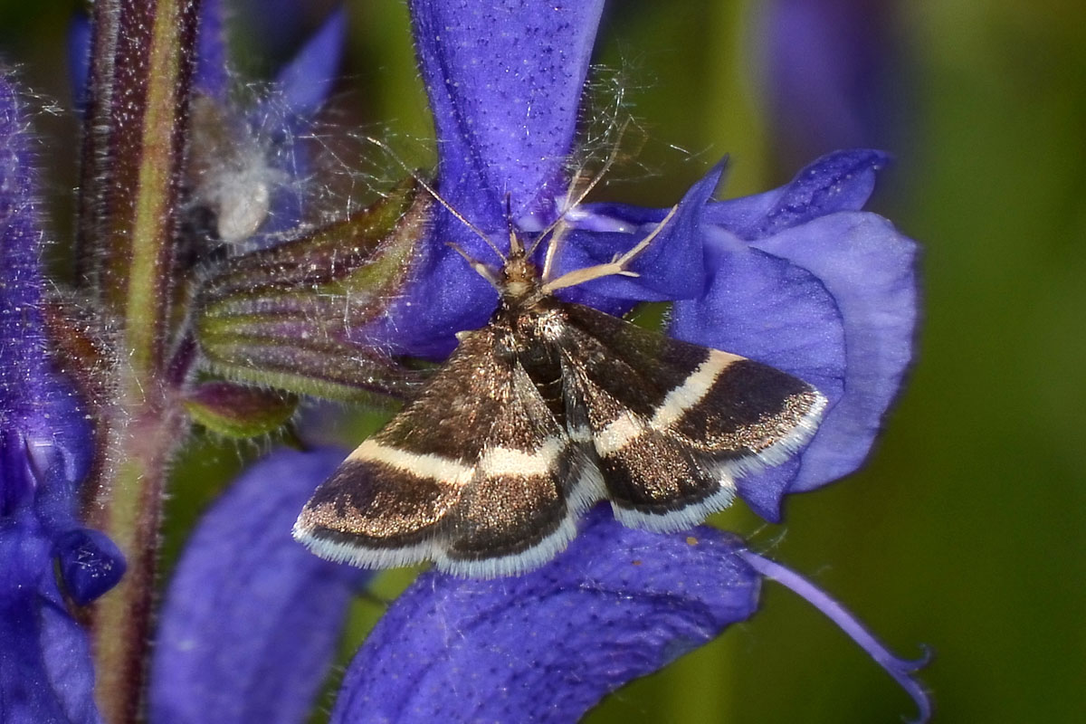 Da identificare - Pyrausta cingulata, Crambidae